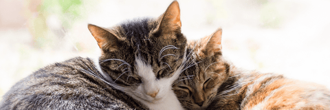 Do Cat Pheromones Work? - Pet Wizard Australia
