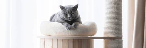 The Best Cat Scratching Posts Buying Guide: Which Feline Trees are the Best? - Pet Wizard Australia