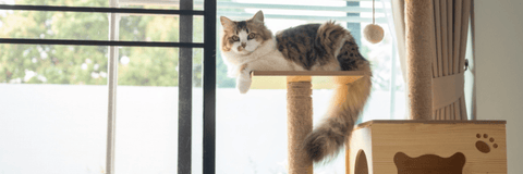 Which scratching post is the best for a kitten? - Pet Wizard Australia
