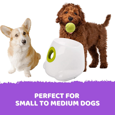 Automatic Ball Launcher Throwing Machine Dog Toys Interactive Tennis Pet 6Balls - Pet Wizard Australia