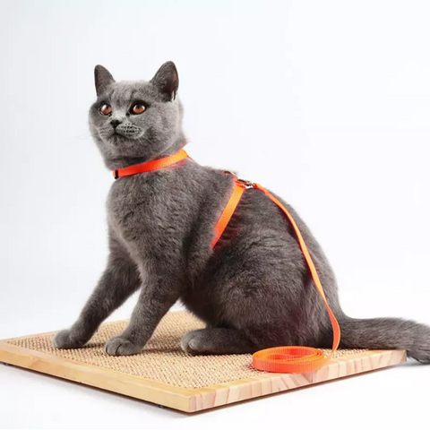 Petwiz Easy Fit Adjustable Cat Harness With Leash - Dark Blue